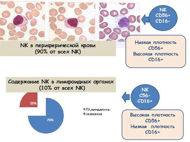 NK CD56+ CD16- Низкая плотность CD56+ Высокая плотность CD16+ NK C56- CD16+ Высокая