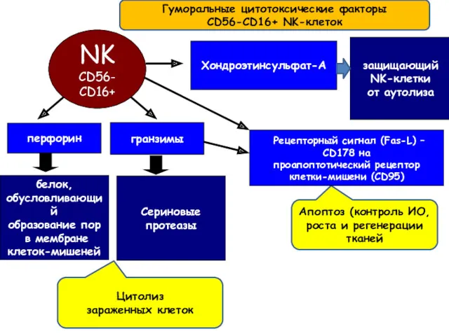 NK CD56- CD16+ перфорин гранзимы Хондроэтинсульфат-А белок, обусловливающий образование пор