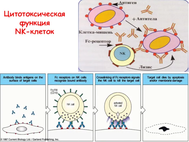 Цитотоксическая функция NK-клеток