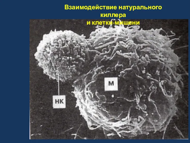 Взаимодействие натурального киллера и клетки-мишени
