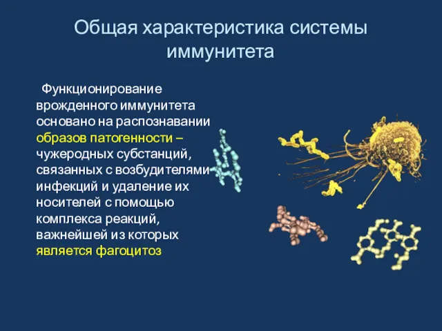 Общая характеристика системы иммунитета Функционирование врожденного иммунитета основано на распознавании