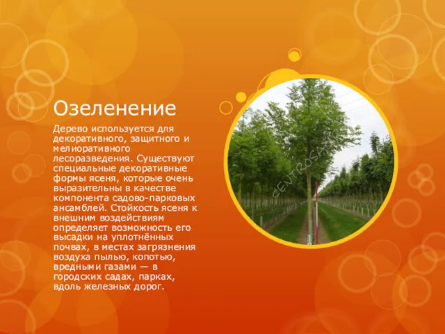 Озеленение Дерево используется для декоративного, защитного и мелиоративного лесоразведения. Существуют специальные декоративные формы