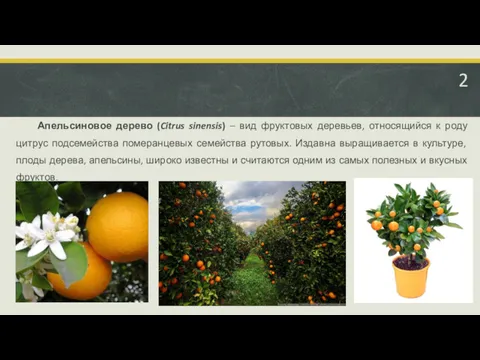 Апельсиновое дерево (Citrus sinensis) – вид фруктовых деревьев, относящийся к