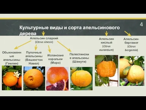 4 Культурные виды и сорта апельсинового дерева Апельсин сладкий (Citrus