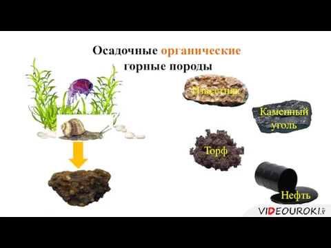 Осадочные органические горные породы Известняк Каменный уголь Торф Нефть