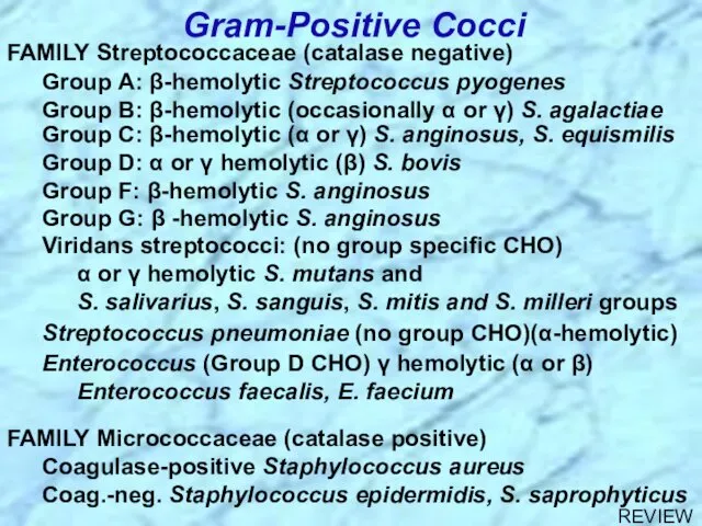 Gram-Positive Cocci Enterococcus (Group D CHO) γ hemolytic (α or