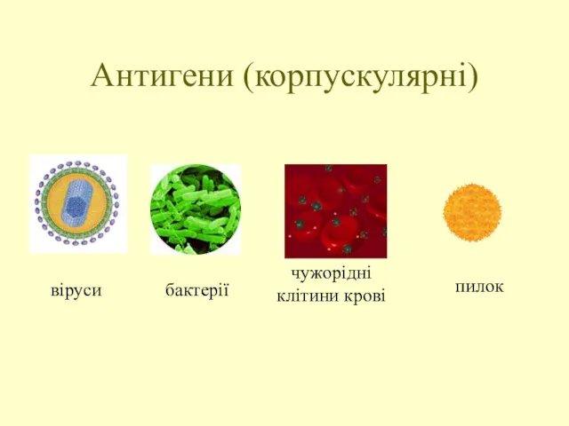 Антигени (корпускулярні) бактерії віруси чужорідні клітини крові пилок