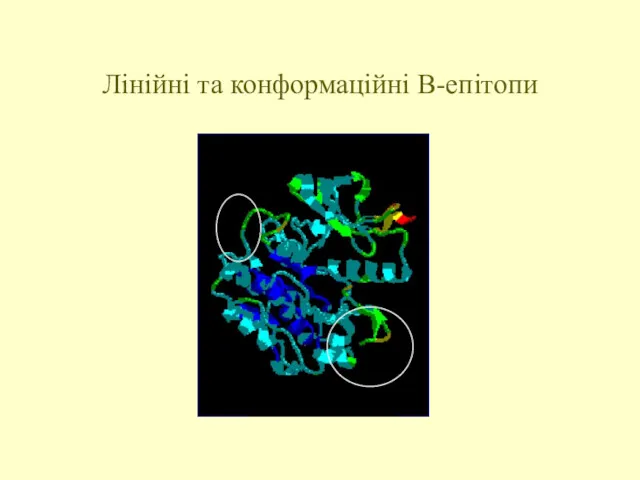 Лінійні та конформаційні В-епітопи