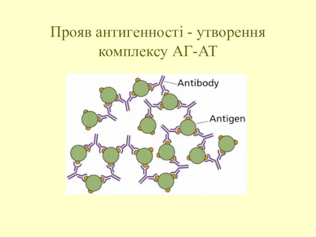 Прояв антигенності - утворення комплексу АГ-АТ