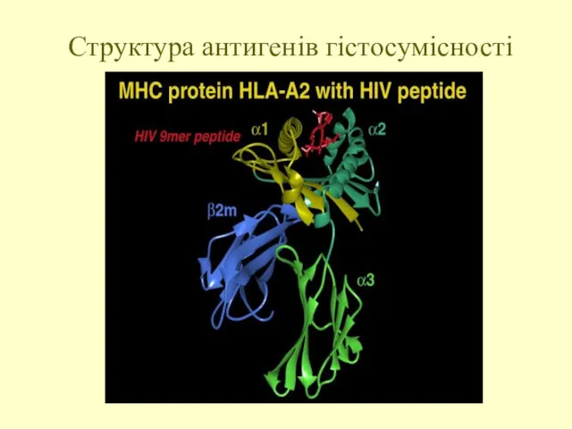 Структура антигенів гістосумісності