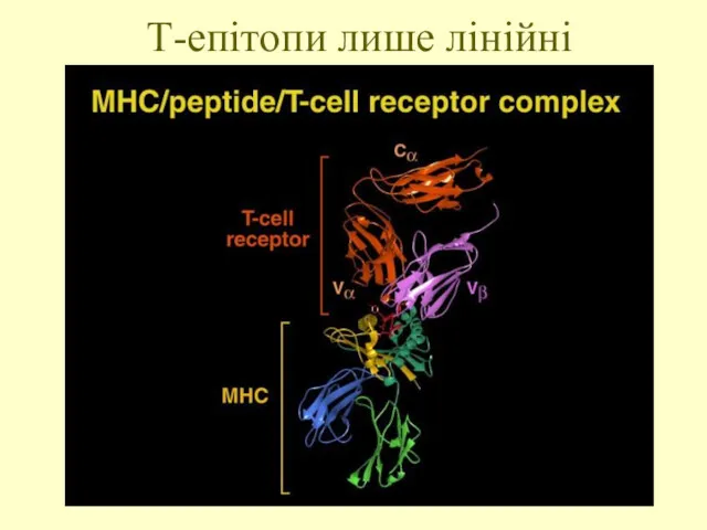 Т-епітопи лише лінійні
