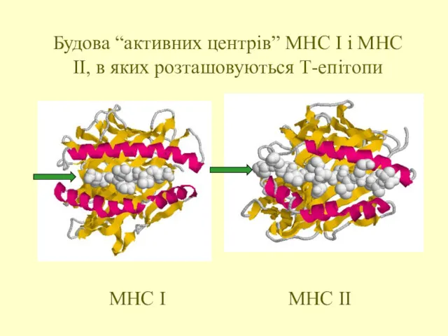 Будова “активних центрів” МНС І і МНС ІІ, в яких розташовуються Т-епітопи МНС І МНС ІІ
