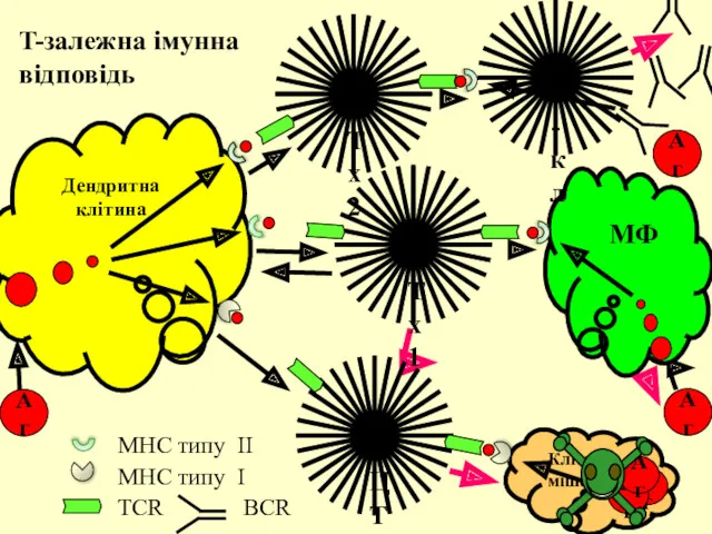 Дендритна клітина Аг Клітина-мішень Аг T-залежна імунна відповідь МФ Тх2