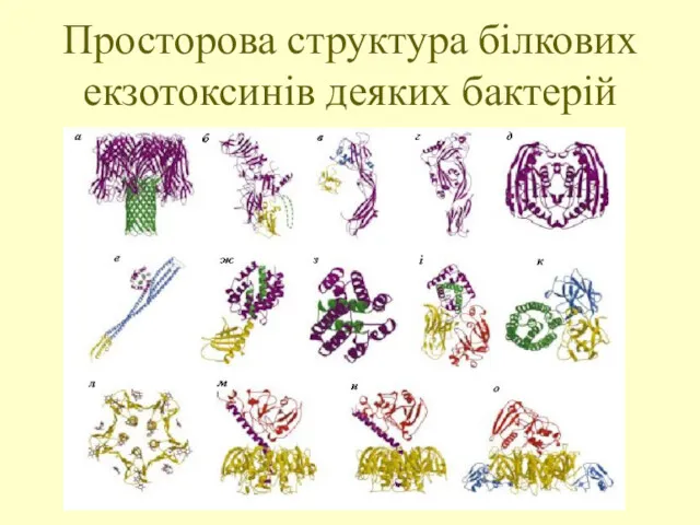 Просторова структура білкових екзотоксинів деяких бактерій