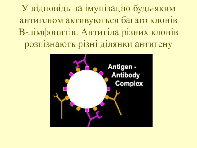 У відповідь на імунізацію будь-яким антигеном активуються багато клонів В-лімфоцитів.