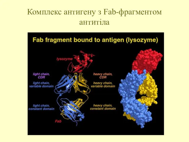 Комплекс антигену з Fab-фрагментом антитіла