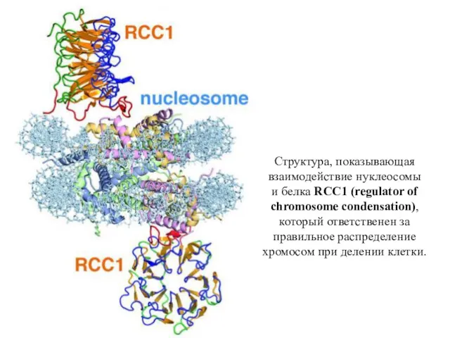 Структура, показывающая взаимодействие нуклеосомы и белка RCC1 (regulator of chromosome