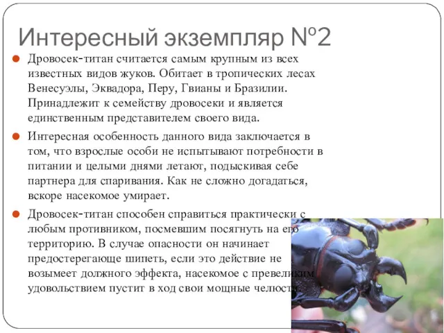 Интересный экземпляр №2 Дровосек-титан считается самым крупным из всех известных