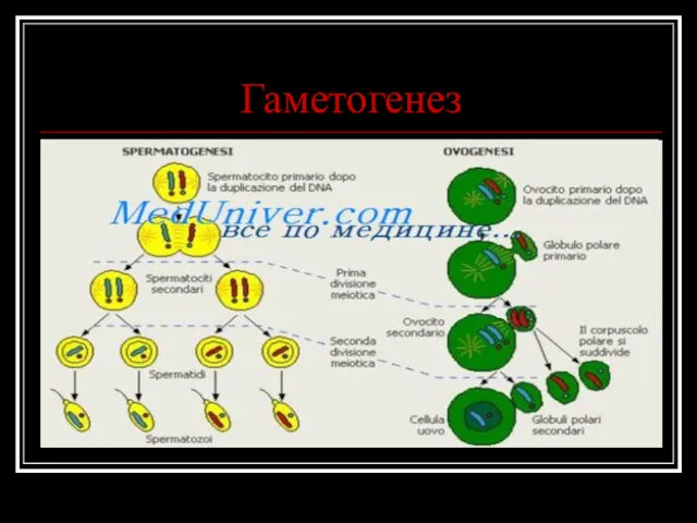 Гаметогенез