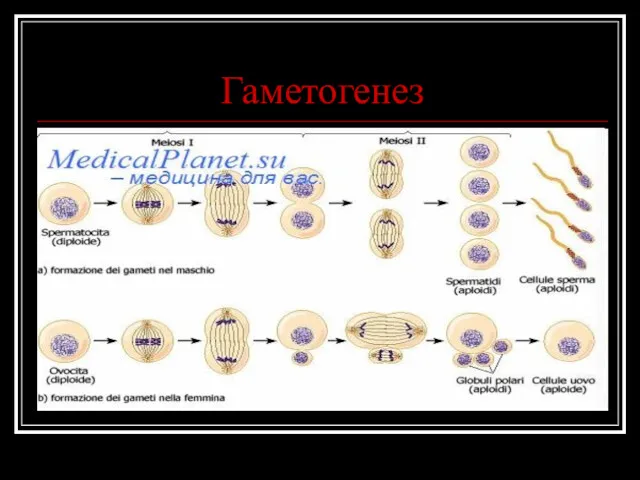 Гаметогенез