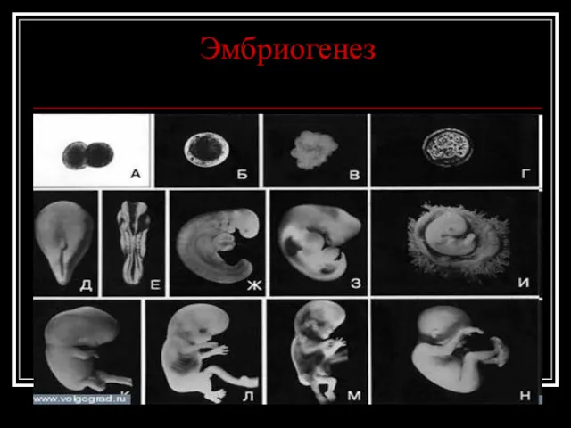 Эмбриогенез