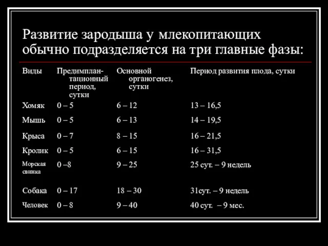 Развитие зародыша у млекопитающих обычно подразделяется на три главные фазы: