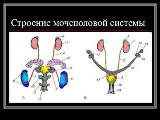 Строение мочеполовой системы