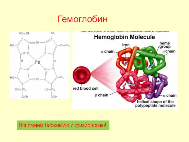 Гемоглобин Вспомним биохимию и физиологию!