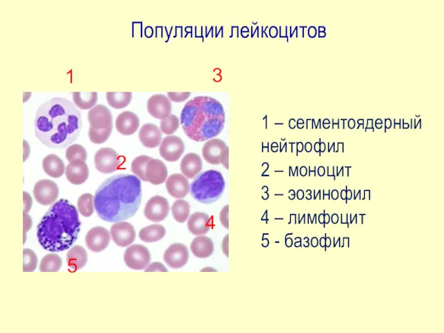 Популяции лейкоцитов 1 3 2 4 5 1 – сегментоядерный