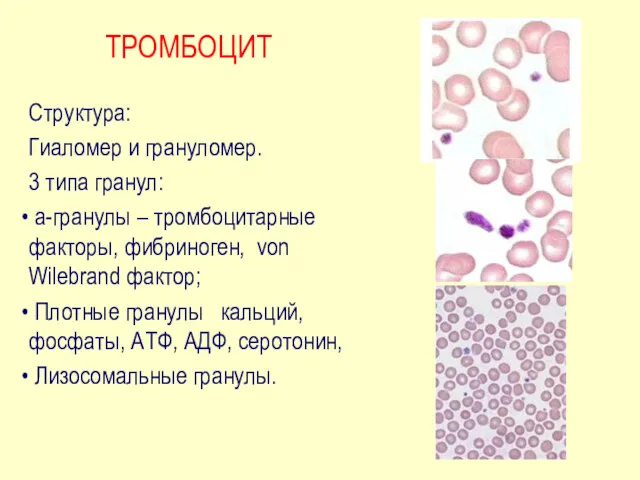 ТРОМБОЦИТ Структура: Гиаломер и грануломер. 3 типа гранул: a-гранулы –