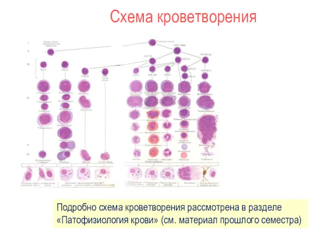 Схема кроветворения Подробно схема кроветворения рассмотрена в разделе «Патофизиология крови» (см. материал прошлого семестра)