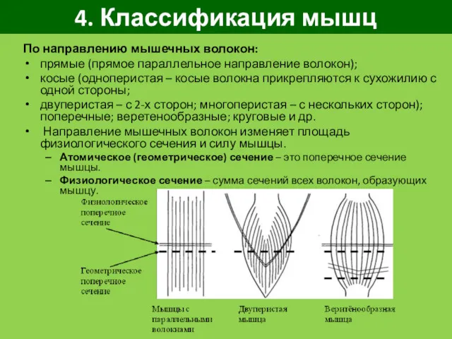 4. Классификация мышц По направлению мышечных волокон: прямые (прямое параллельное направление волокон); косые