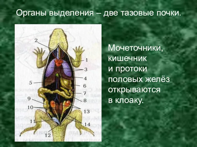 Органы выделения – две тазовые почки. Мочеточники, кишечник и протоки половых желёз открываются в клоаку.