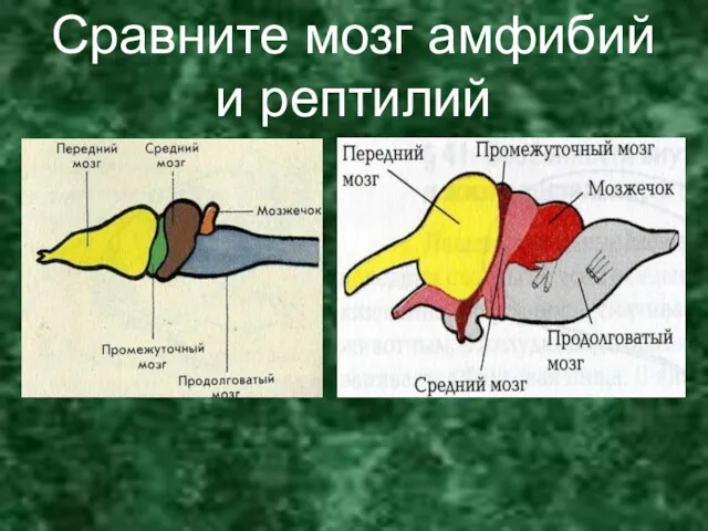 Сравните мозг амфибий и рептилий