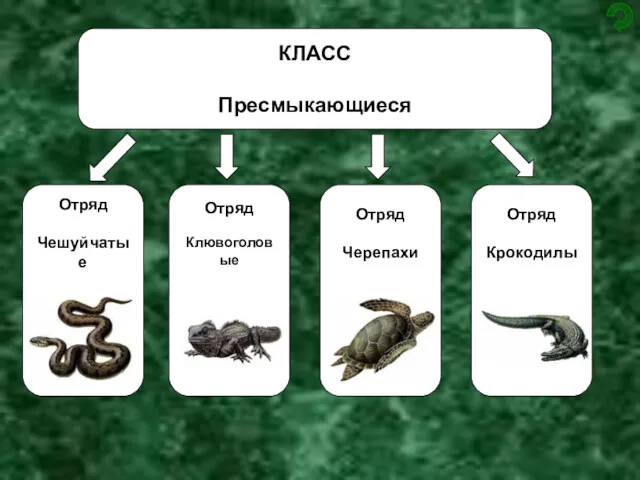 КЛАСС Пресмыкающиеся