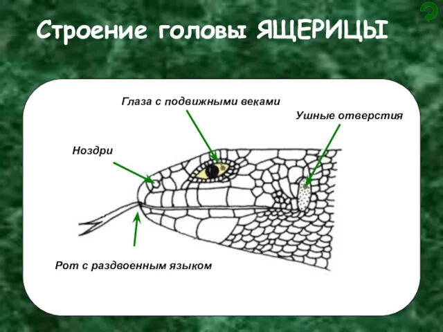 Строение головы ЯЩЕРИЦЫ Рот с раздвоенным языком Ноздри Глаза с подвижными веками Ушные отверстия