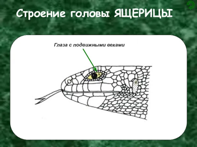 Строение головы ЯЩЕРИЦЫ Глаза с подвижными веками