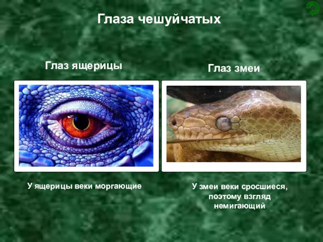 Глаза чешуйчатых У змеи веки сросшиеся, поэтому взгляд немигающий Глаз