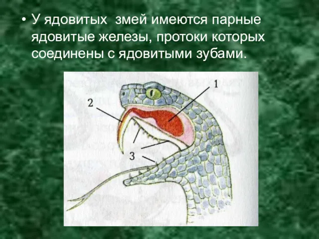У ядовитых змей имеются парные ядовитые железы, протоки которых соединены с ядовитыми зубами.