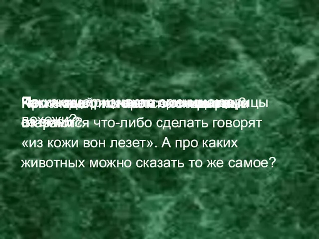 Каких ящериц часто принимают за змей? Какие животные спят с