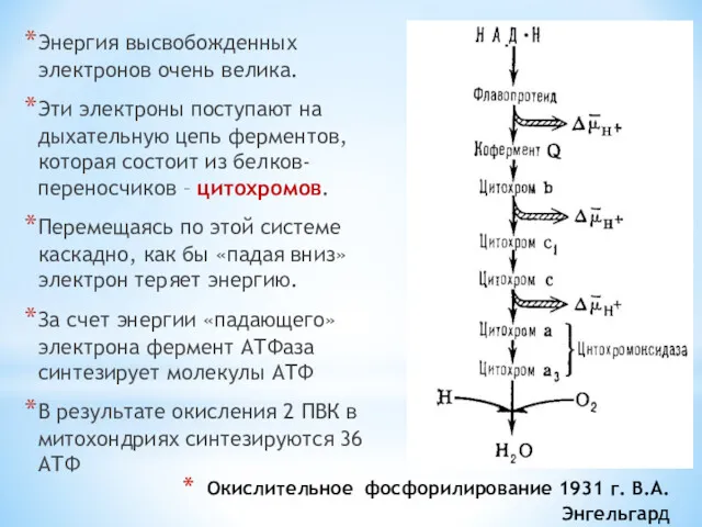 Окислительное фосфорилирование 1931 г. В.А. Энгельгард Энергия высвобожденных электронов очень