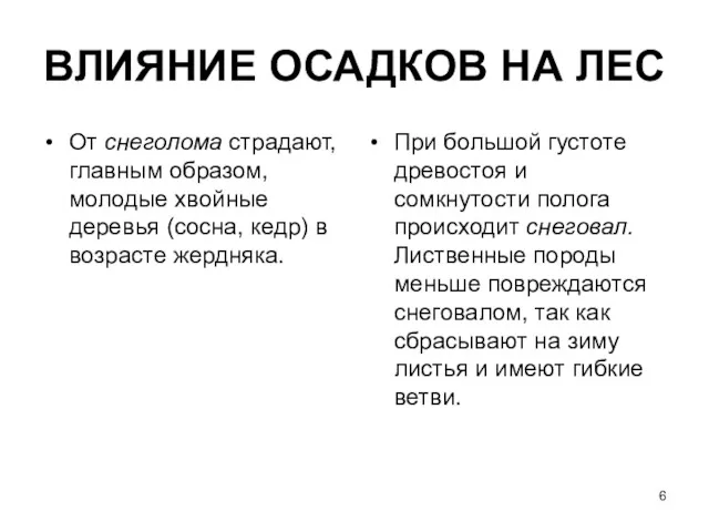 ВЛИЯНИЕ ОСАДКОВ НА ЛЕС От снеголома страдают, главным образом, молодые