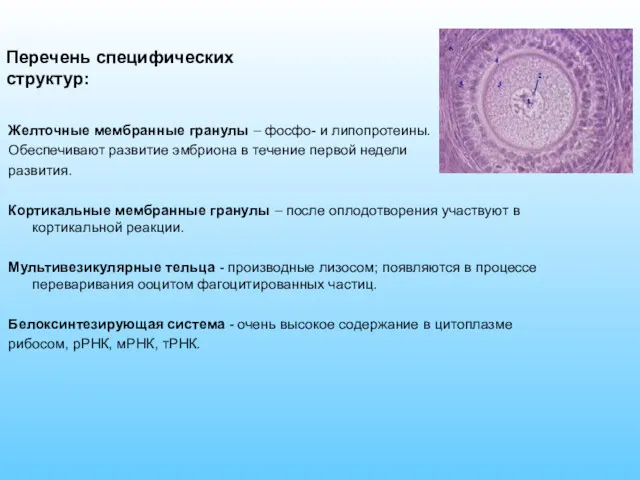 Желточные мембранные гранулы – фосфо- и липопротеины. Обеспечивают развитие эмбриона