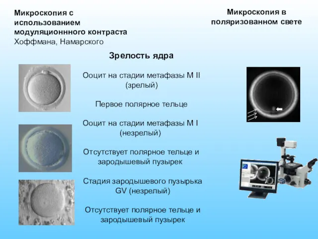 Микроскопия в поляризованном свете Микроскопия с использованием модуляционнного контраста Хоффмана,