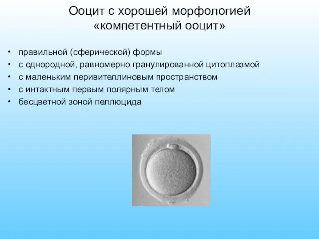 Ооцит с хорошей морфологией «компетентный ооцит» правильной (сферической) формы с