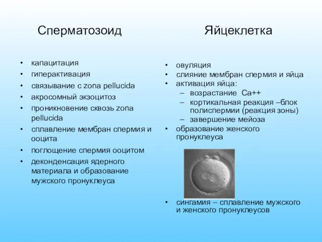 Сперматозоид капацитация гиперактивация связывание с zona pellucida акросомный экзоцитоз проникновение