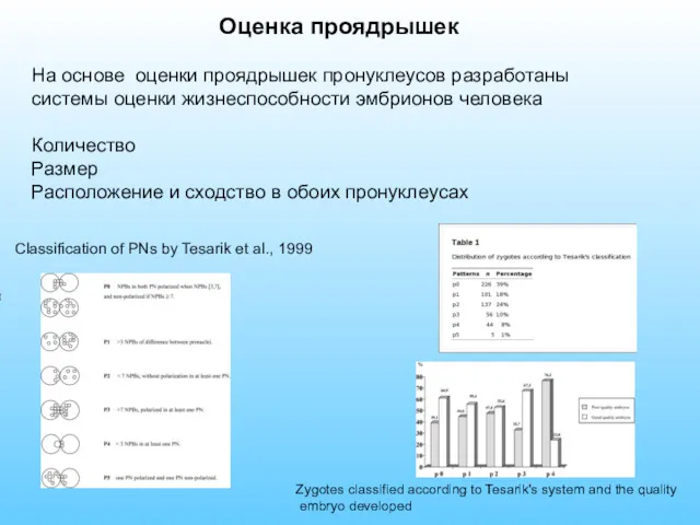 Classification of PNs by Tesarik et al., 1999 Zygotes classified