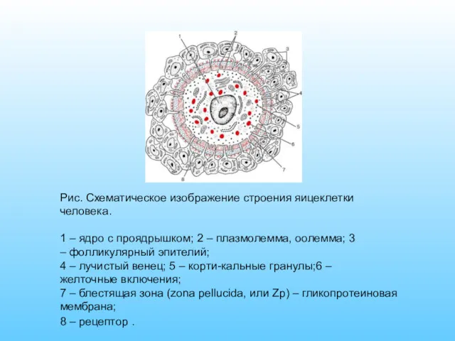 Рис. Схематическое изображение строения яицеклетки человека. 1 – ядро с