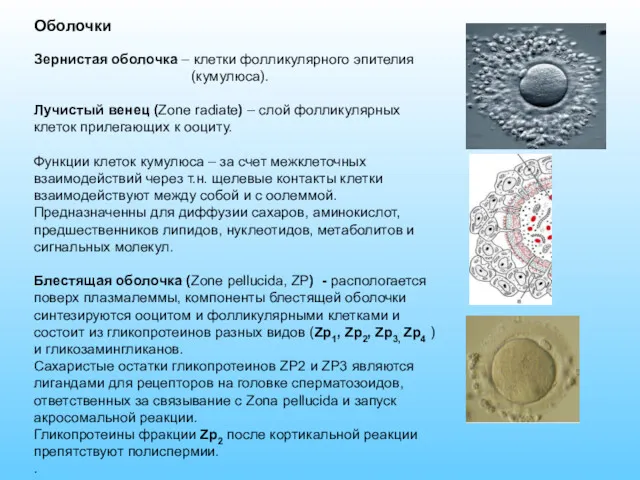 Оболочки Зернистая оболочка – клетки фолликулярного эпителия (кумулюса). Лучистый венец