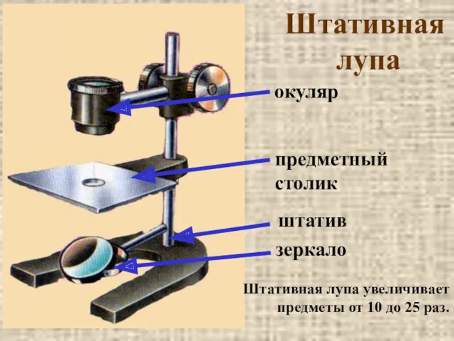 Штативная лупа штатив зеркало предметный столик окуляр Штативная лупа увеличивает предметы от 10 до 25 раз.